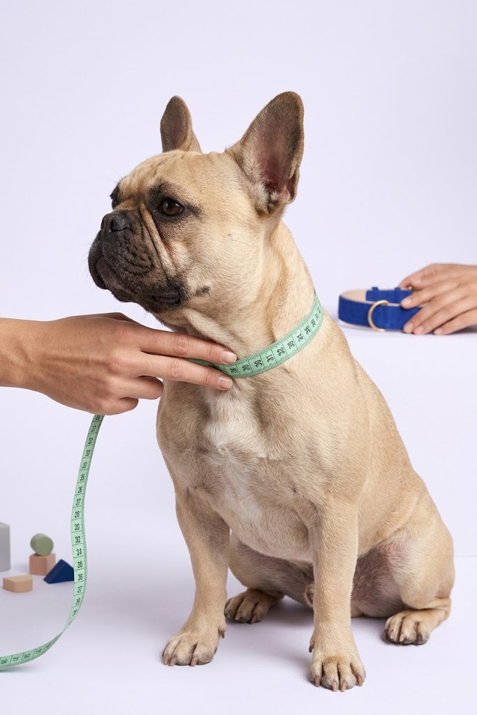 Hundehalsband Größe richtig messen – Anleitung mit Maßband am Hundehals