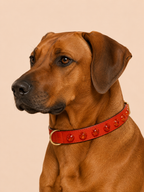 SOFT no.02 - Hundehalsband mit Bernsteinharz