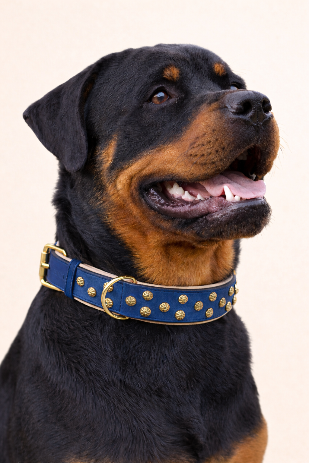 URBAN no.03 - Hundehalsband mit Goldakzenten