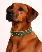 URBAN no.04 - Hundehalsband mit Blüten