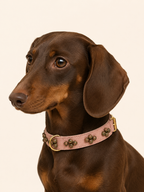 Set SOFT no.01 (Halsband & Leine)