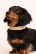 URBAN no.01 - Hundehalsband mit Schildkröten