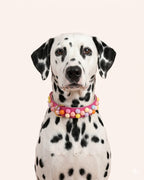 SIGNATURE no.02 - Hundehalsband mit Bonbon-Details