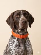 SOFT no.02 - Hundehalsband mit Bernsteinharz