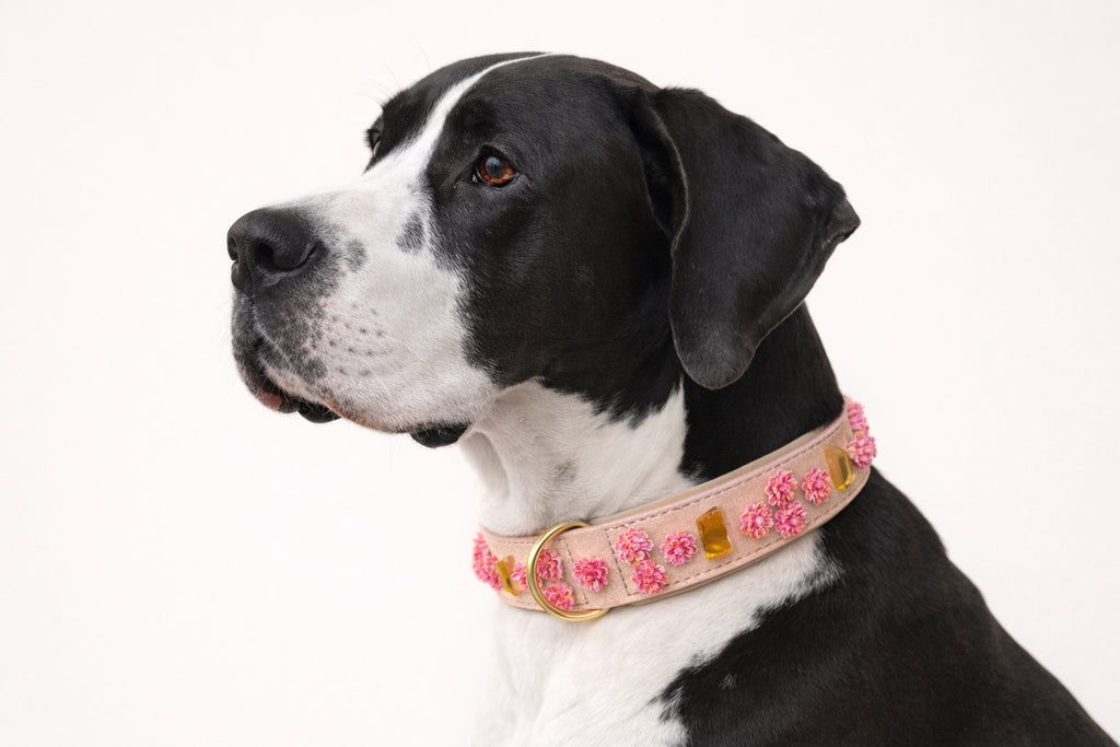 Set SIGNATURE no.01 (Halsband & Leine)