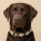 SOFT no.04 - Hundehalsband mit marmorierten Schmucksteinen