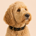 SOFT no.05 - Hundehalsband mit Edelsteinen (Tigerauge)