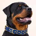 URBAN no.03 - Hundehalsband mit Goldakzenten