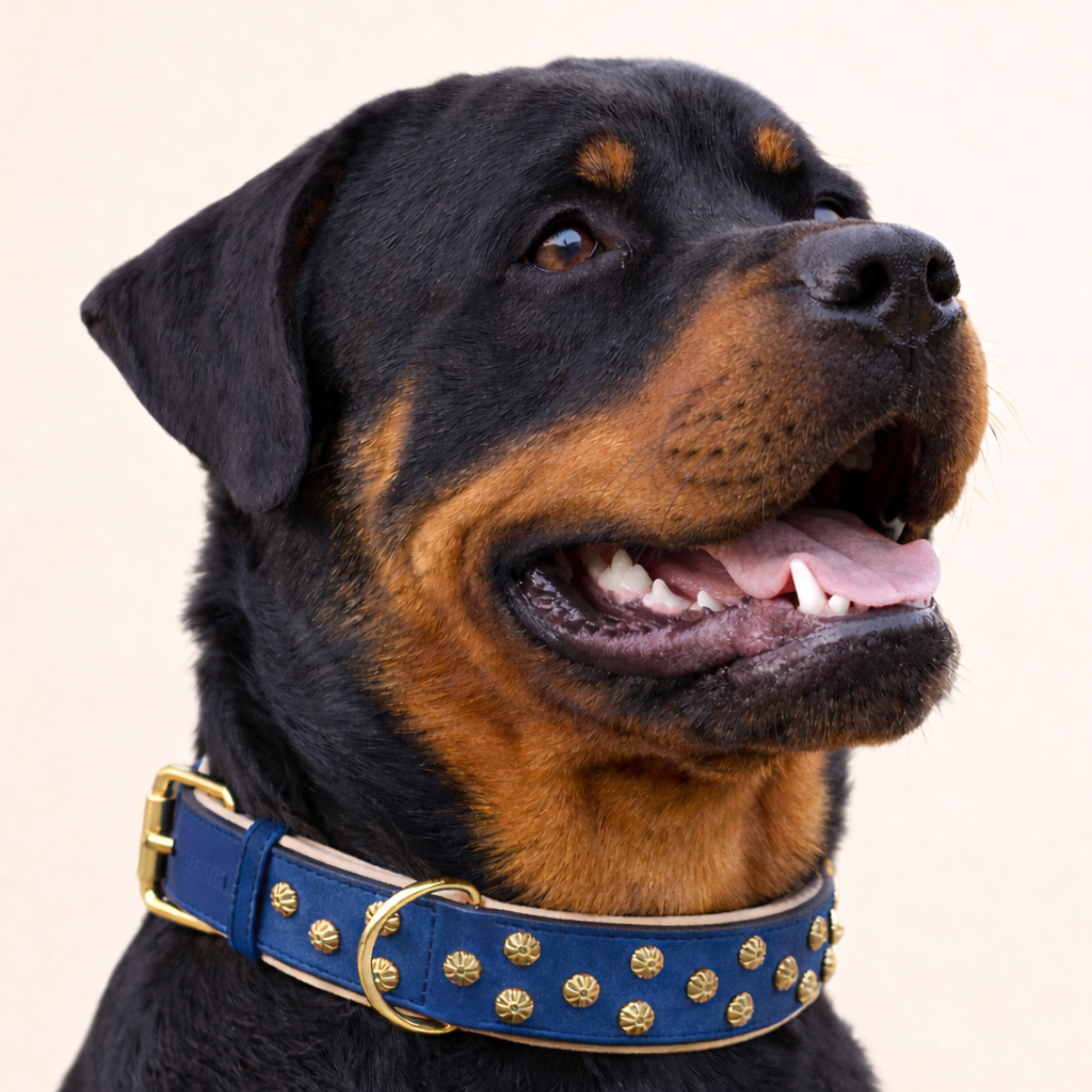 URBAN no.03 - Hundehalsband mit Goldakzenten