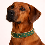URBAN no.04 - Hundehalsband mit Blüten
