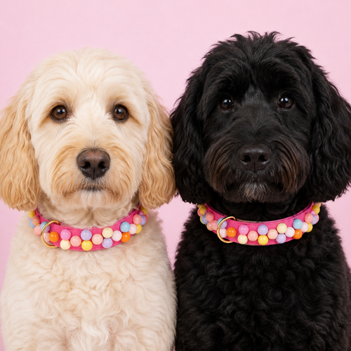Ein heller und ein schwarzer gelockter Hund nebeneinander tragen das pinke Hundehalsband Bonbon Glück mit bunten Perlen von Mops Berlin vor rosa Hintergrund.