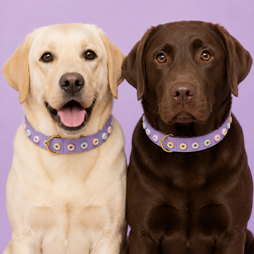 Ein heller und ein schokoladenbrauner Labrador sitzen nebeneinander und tragen das fliederfarbene Hundehalsband Donut Laune mit bunten Donut-Charms vor lila Hintergrund.