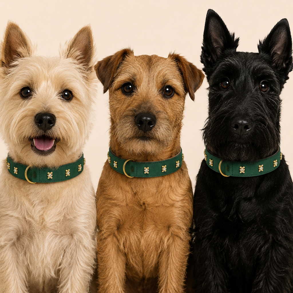 Drei kleine rauhaarige Terrier in Hellbeige, Braun und Schwarz sitzen nebeneinander und tragen das dunkelgrüne Hundehalsband Goldbär mit kleinen goldenen Bären-Charms vor beigefarbenem Hintergrund.