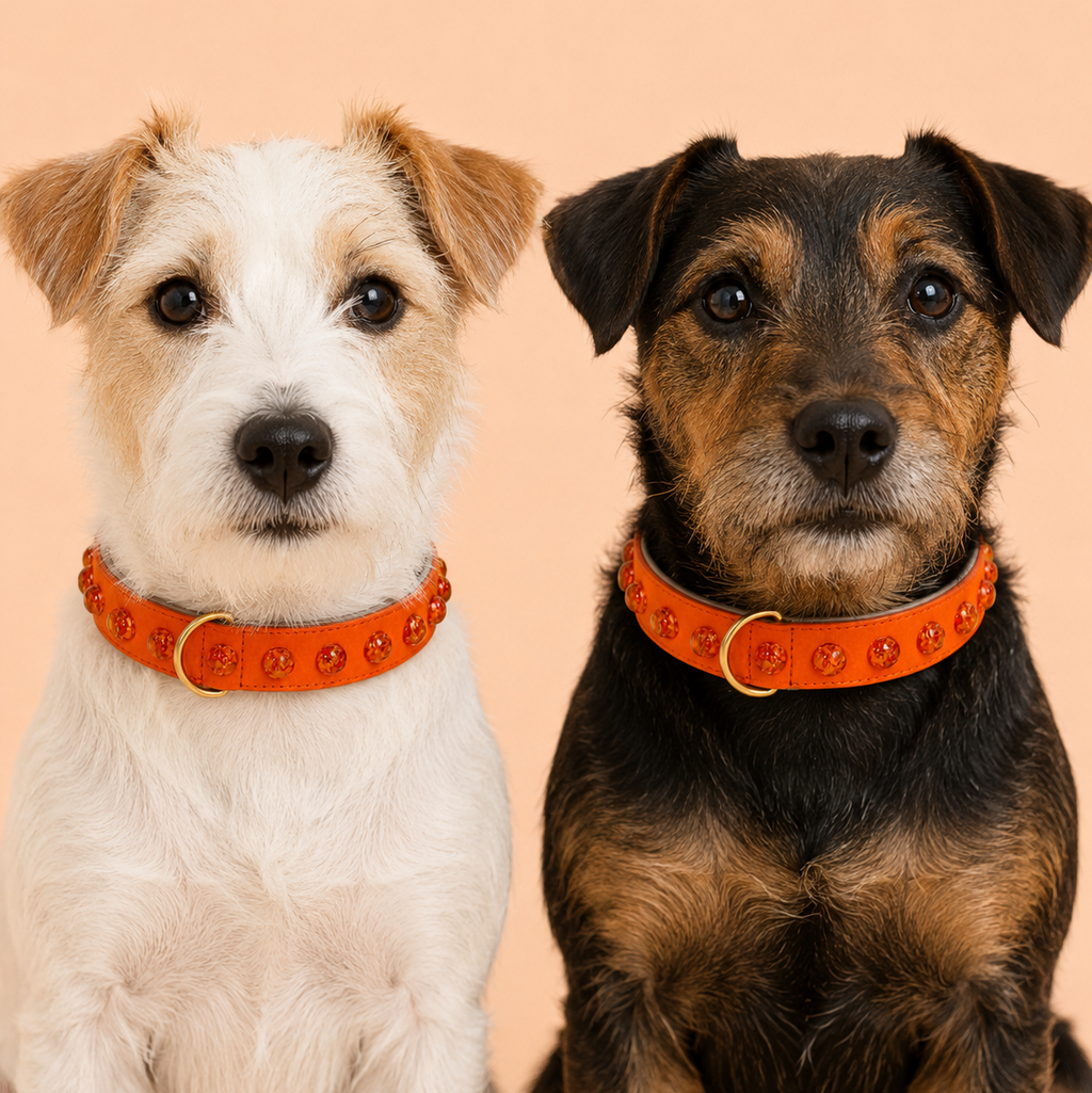 Zwei kleine Terrier nebeneinander tragen das Mops Berlin Hundehalsband Honigglanz aus orangefarbenem veganem Leder mit Bernsteinharz-Steinen